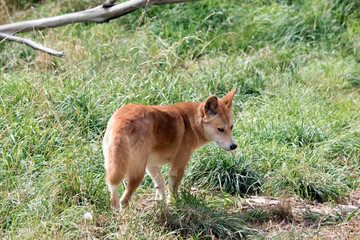 Naklejka na ściany i meble the golden dingo walking in the grass