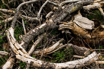 Natural Wood Texture