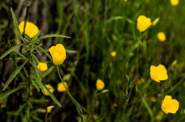 Wild California Poppies