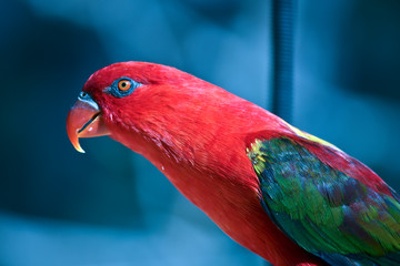 a side view of a chattering lory
