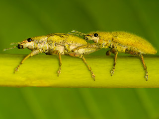 Gold Dust Weevil hypomeces squamosus fabricius (Arthropoda Insecta Coleoptera Curculionidae Entiminae Tanymecini Piazomiina Hypomeces squamosus)
