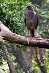 Fototapeta premium a lyre bird on a branch