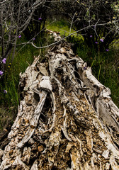 Natural Wood Texture