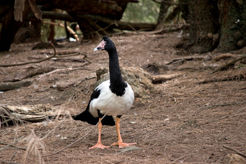 the magpie goose is looking around