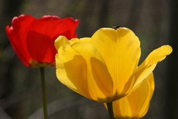 Colorful tulips