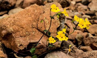 Wild Yellow Monkeyflowers