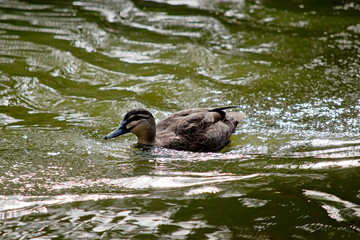 the Pacific black duck is swimming