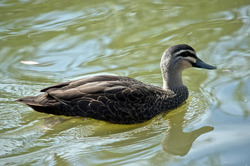 the Pacific black duck is swimming in a lake