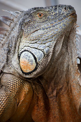 Iguana