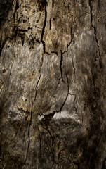 Natural Wood Texture