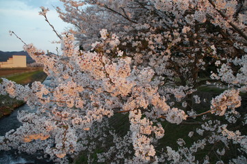 Cherry blossoms in Japan
