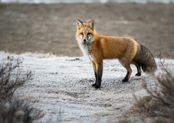 Red fox in the wild