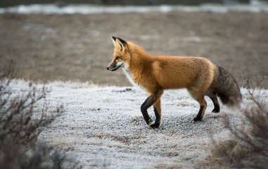 Red fox in the wild