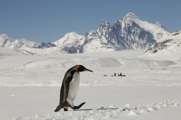 king penguin on south georgia island