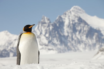 Fototapeta premium King Penguin on South Georgia Island
