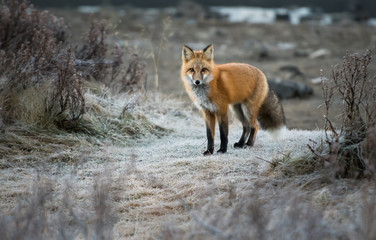 Fototapeta premium Red fox in the wild