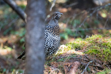 Grouse in the wild