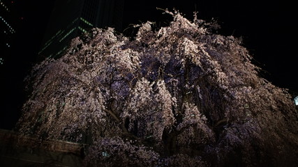 Tokyo night Cherry Blossoms