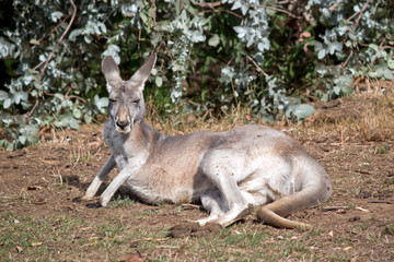 Naklejka na ściany i meble a red kangaroo rest