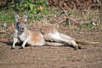 a young red kangaroo resting