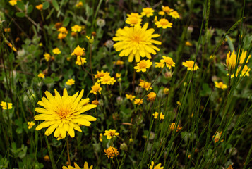 Yellow Wild Flowers