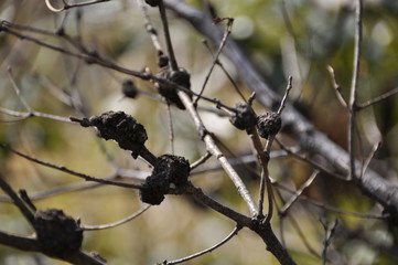 樹木にできたこぶ