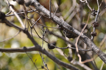 樹木にできたこぶ