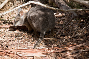 a small tammar wallaby
