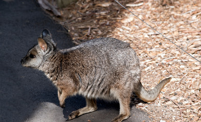 a small tammar wallaby