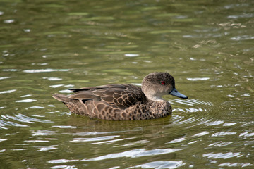 a side view of a teal duck