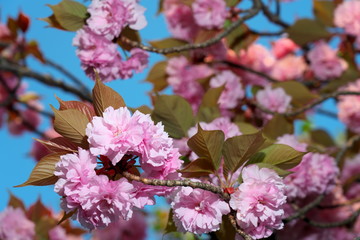 Tokyo,Japan-April 20, 2019: Double-flowered cherry blossoms in full bloom at the sunrise