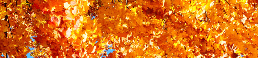 Autumn leaves yellow background texture