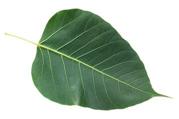 Bodhi leaf on white isolate background with clipping path.