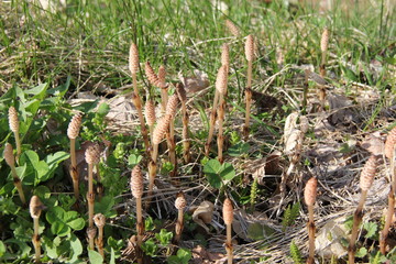 春の風景/たくさん生えたツクシ(宮城県)