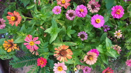 Zinnia is a genus of plants of the sunflower tribe within the daisy family.