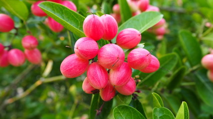 Carissa carandas is a very strong woody shrub with a number of spines. It grows well in the hilly regions of India. The fruits, which are green when young and dark purple when mature.