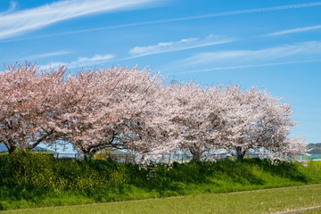 Blooming cherry trees at park residential area ,Shikoku,Japan