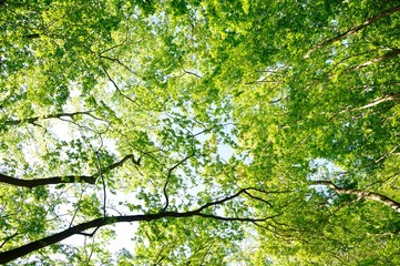 鍋割山の森の新緑