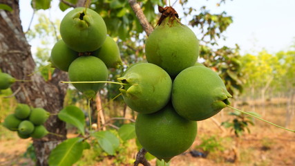Careya arborea Roxb. is commonly known as Ceylon oak, patana oak, slow match tree, tummy wood, wild guava.