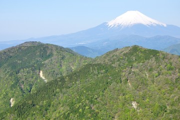 檜岳山稜の緑に富士山