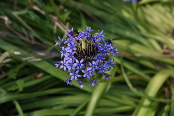 Cuban lily (Scilla peruviana)