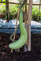 Fototapeta premium Fresh calabash hanging in the garden