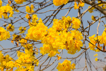 yellow flowers bloom in spring