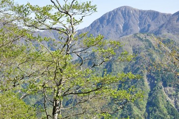 芽吹いたブナと蛭ヶ岳