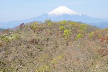 新緑に富士山