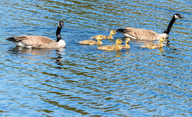 A family of Canada Geese. There are two adults, and five baby goslings. they are all swimming in water, the adults are keeping close watch. Focus is on the babies. There is room for text. 