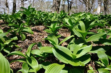 オオバイケイソウの若葉