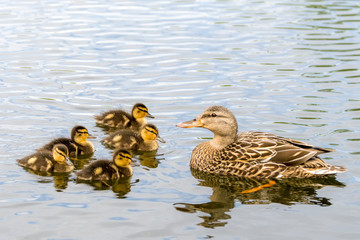 A mother duck and her ducklings. The mother is facing the babies, much like a teacher and her students. Room for text above.