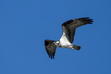 Obraz premium Osprey flies up in the sky.