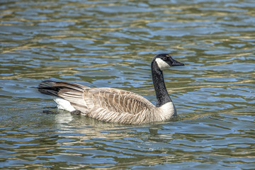 Canadian goose swimming in the water.